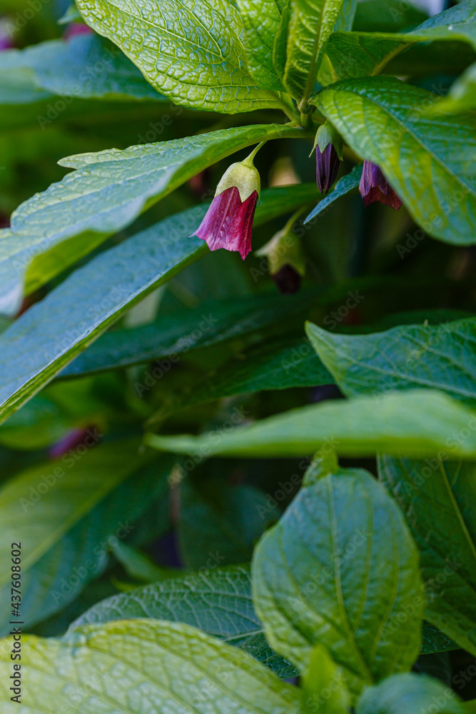 Deadly Nightshade - Atropa belladonna Poisonous Plant Deadly Nightshade - Atropa belladonna Poisonous Plant