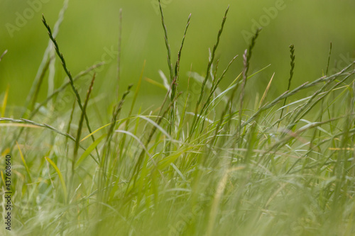Shallow depth of field in long grass.
