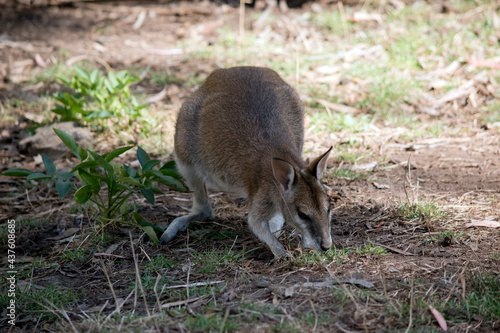 the agile wallaby is eating grass