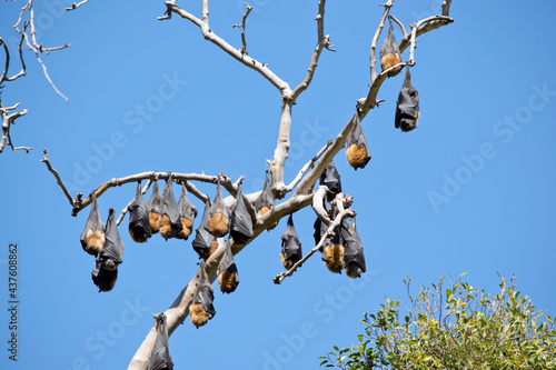 the fruit bats are hanging on branches of trees