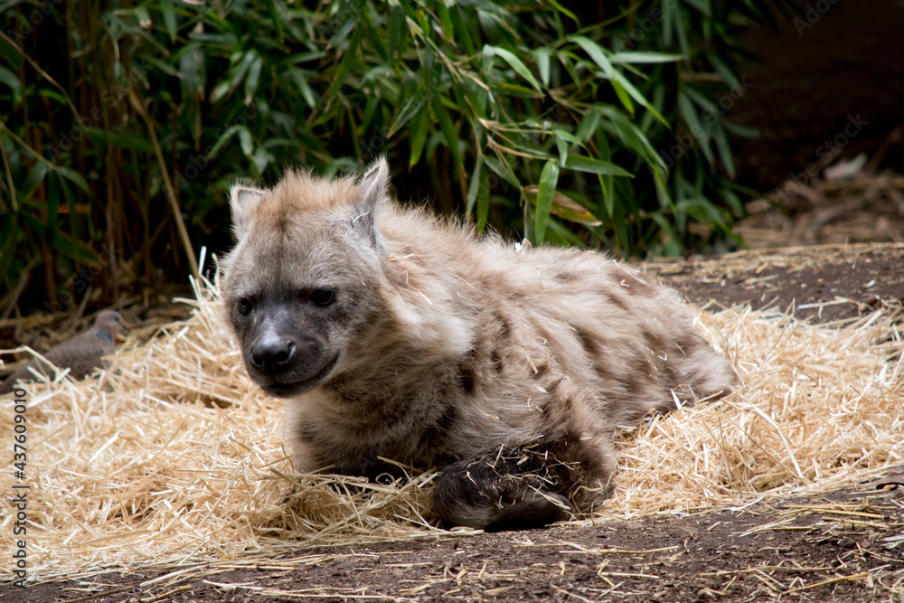 the spotted hyena is resting on a bed of hay
