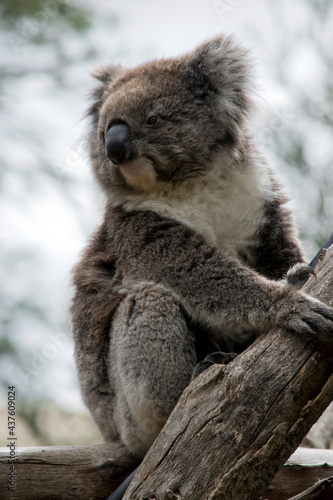 the koala is climbing a gum tree