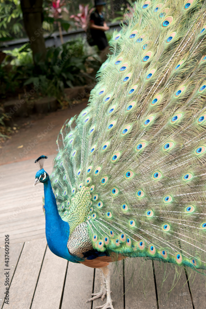 Obraz premium the peacock is looking for a mate
