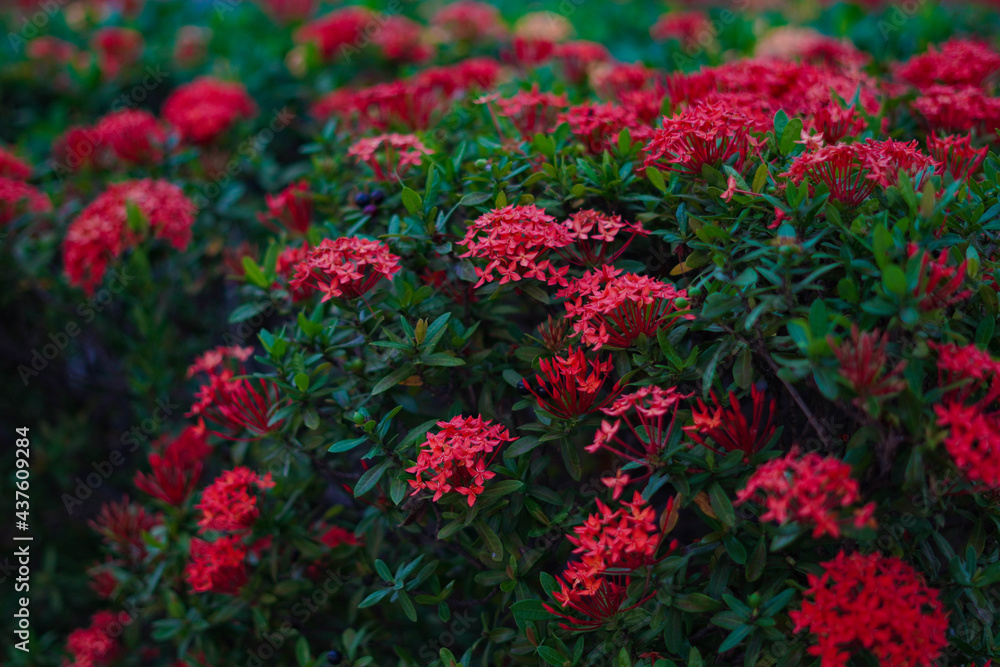 red flowers in the garden