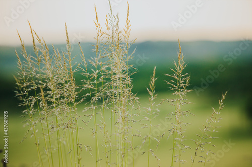 Closeup shot of growing meadow-grasses