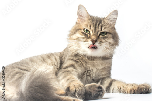 close-up portrait of a cat, the cat licks its lips