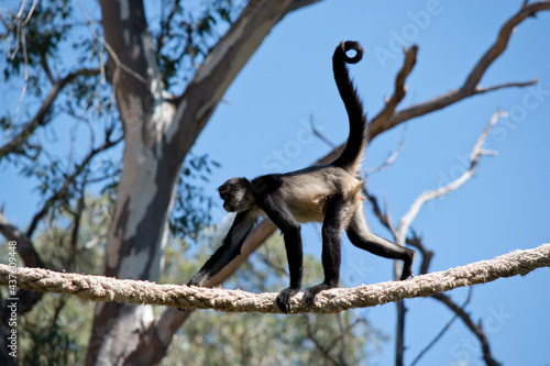 this is a side view of a spider monkey