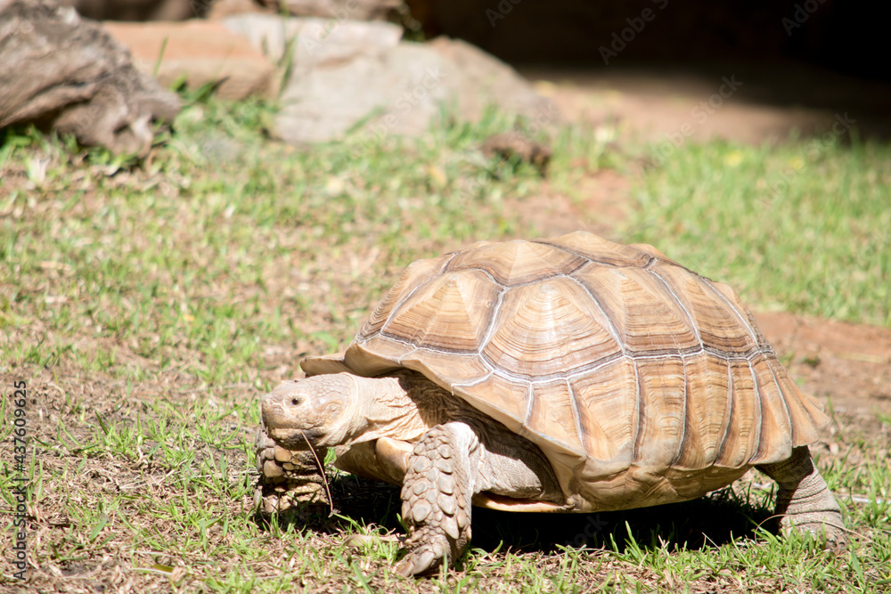 the tortoise is all brown to match his surroundings the tortoise is all brown to match his surroundings