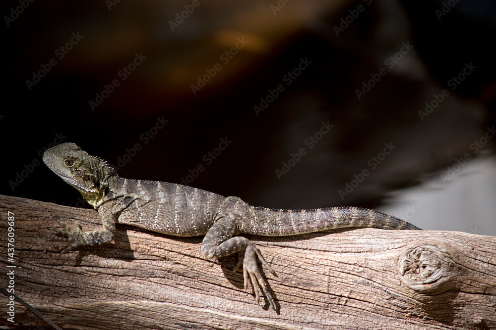 this is a side view of a water dragon lizard this is a side view of a water dragon lizard