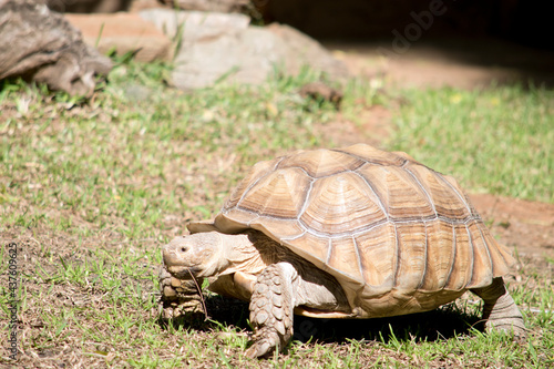 the tortoise is all brown to match his surroundings