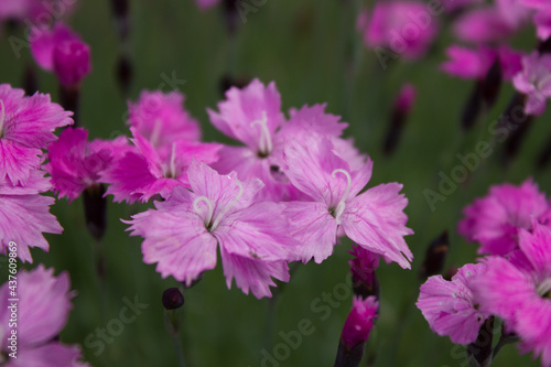 Carnation flower. 05.06.2021 17:00
