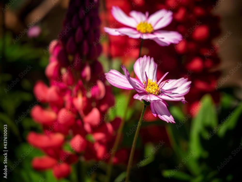 Cosmos Flowers Cosmos Flowers