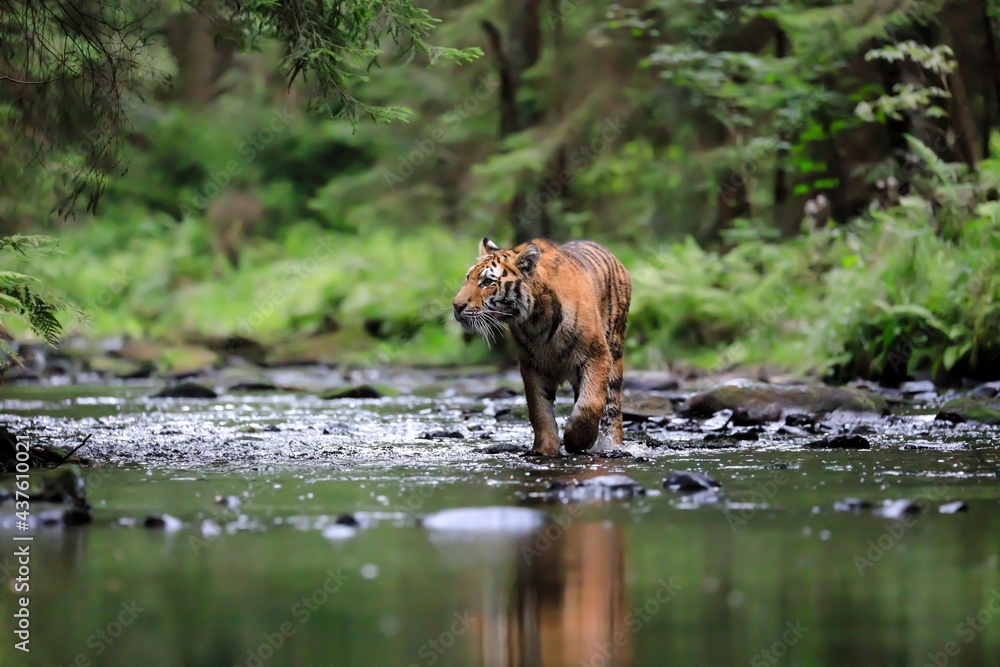 The largest cat in the world, Siberian tiger, hunts in a creek amid a green forest. Top predator in a natural environment. Panthera Tigris Altaica. The largest cat in the world, Siberian tiger, hunts in a creek amid a green forest. Top predator in a natural environment. Panthera Tigris Altaica.