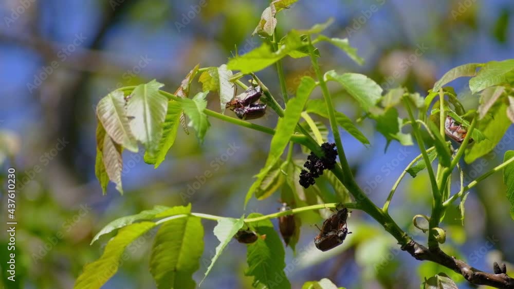 Mating season Chafer of May beetles on a walnut tree Mating season Chafer of May beetles on a walnut tree
