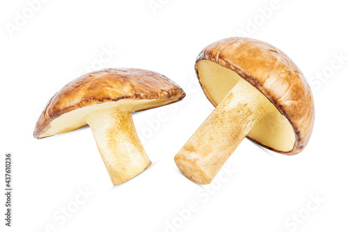 slippery jack or suillus luteus edible mushroom isolated on white background. sticky bun fungus cut out