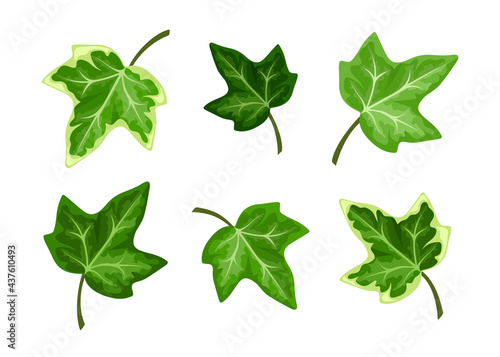 Fotografia, Obraz Vector set of green ivy leaves isolated on a white background.