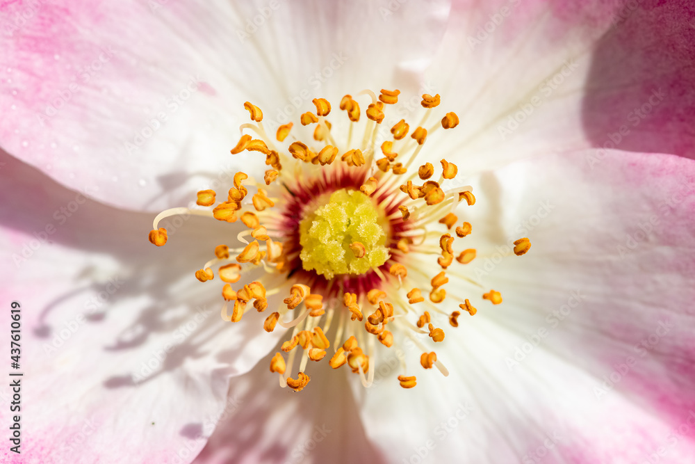 The heart of a pink rose, macro of a beautiful background The heart of a pink rose, macro of a beautiful background