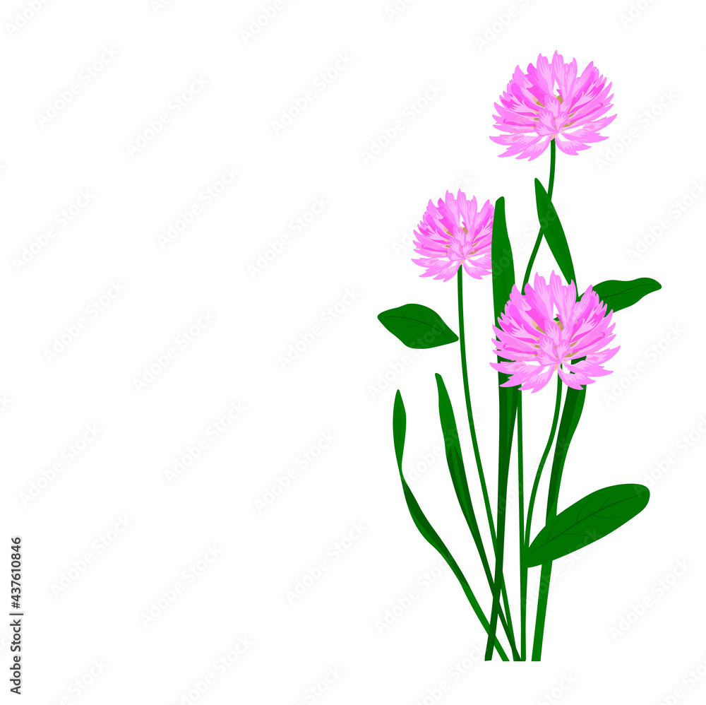 Meadow clover vector stock illustration. Meadow flower close-up. Spring wild honey plant. The blooming red clover template. Isolated on a white background