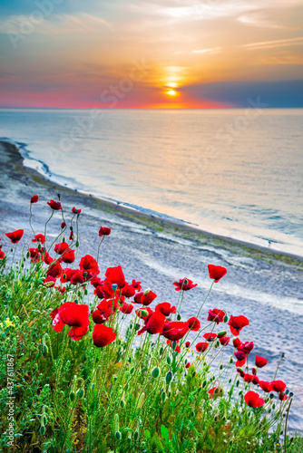 Red poppies field Black Sea - Vama Veche, Romania