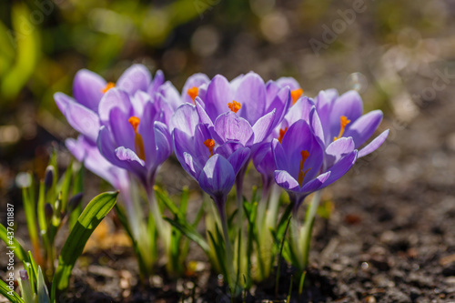 Purple crocuses blooming in spring garden