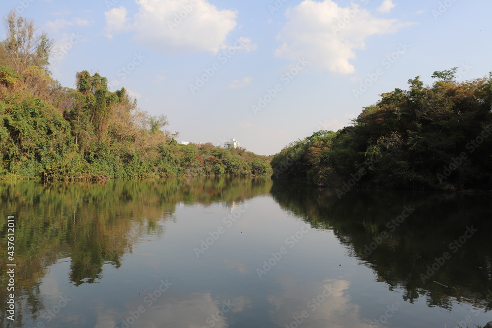 pond and plant 