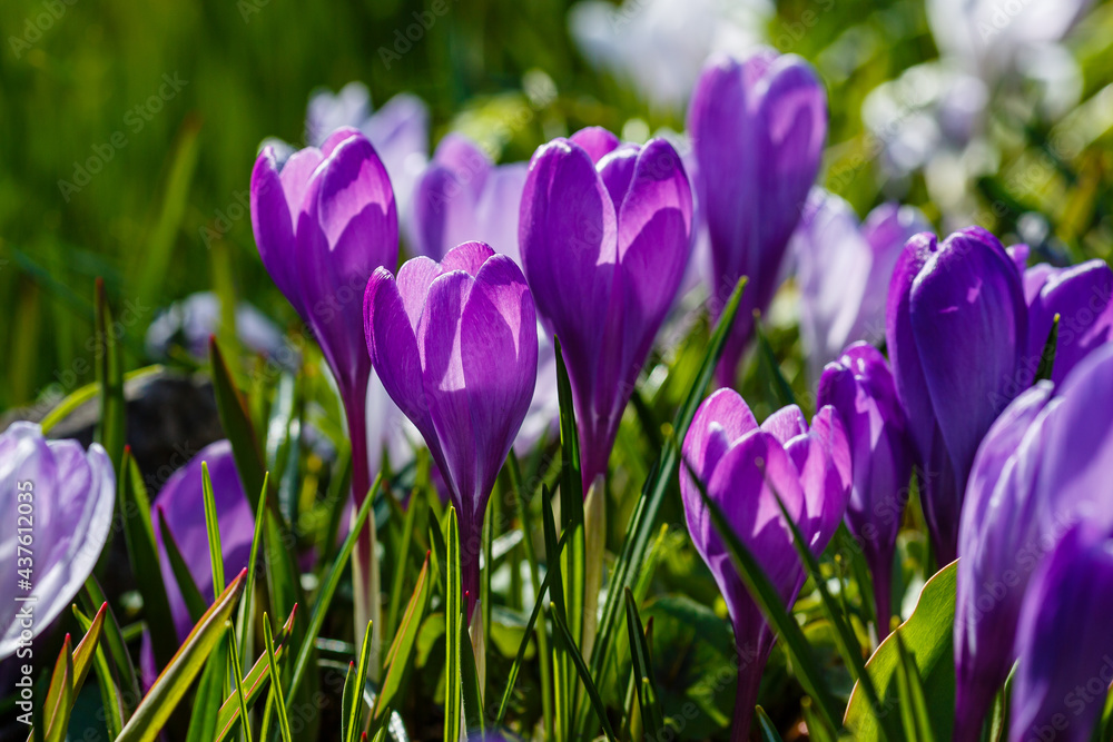 Beautiful violet spring crocuses in the garden. Flowering of bulbous plants in the garden. Floral spring background with purple crocus flowers Beautiful violet spring crocuses in the garden. Flowering of bulbous plants in the garden. Floral spring background with purple crocus flowers