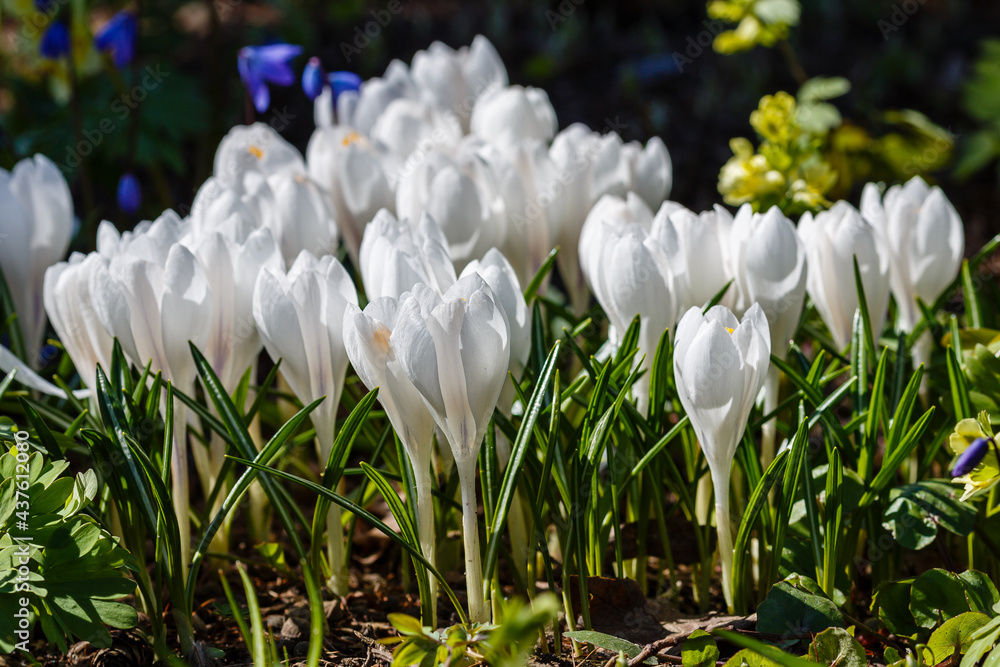 White crocuses growing on the ground in early spring. First spring flowers blooming in garden. Spring meadow full of white crocuses, Bunch of crocuses. White crocus blossom close up in early spring White crocuses growing on the ground in early spring. First spring flowers blooming in garden. Spring meadow full of white crocuses, Bunch of crocuses. White crocus blossom close up in early spring
