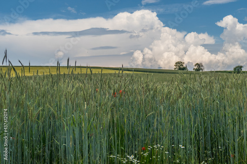 Gerstenfeld im Frühjahr photo