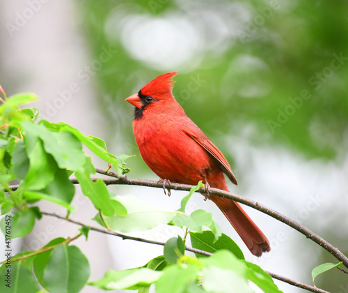 Foto red cardinals standing on the spring green tree branch