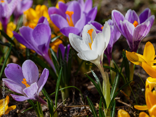 Beautiful flowers of crocuses. Crocuses is springtime early-flowering bulbs in spring garden