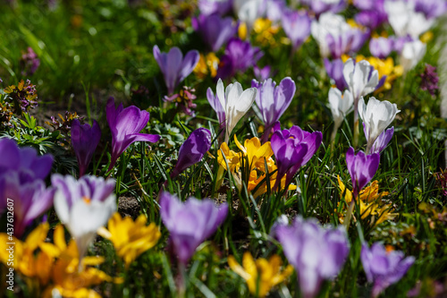 Beautiful spring background with close-up of a group of blooming purple  yellow  white crocus flowers in spring garden. Growing early-flowering bulbous plants