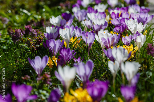 Beautiful spring background with close-up of a group of blooming purple  yellow  white crocus flowers in spring garden. Growing early-flowering bulbous plants