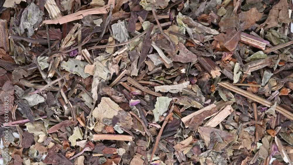 top view herb ShiJianChuan or Chinese Sage Herb rotating top view herb ShiJianChuan or Chinese Sage Herb rotating