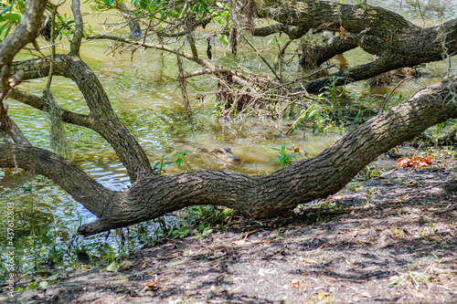 Juvenile Alligator Approaches Bank of the Bayou with Live Oak Tree Branch in the Foreground