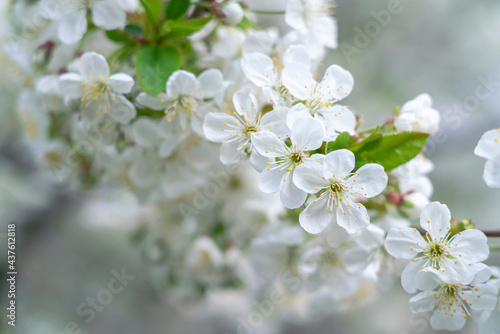 Flowers of the cherry blossoms on a spring day background © Роман Заворотный