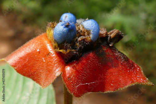 Hot Lips Plant (Psychotria tomentosa) with contrasting red bract and blue fruit, wild plant and flower in the Amazon rainforest near Jundiá RO, state Roraima, Brazil. photo