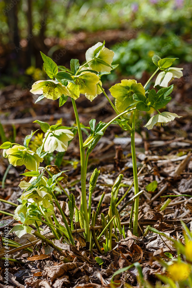 Beautiful fresh green hellebore (Helleborus odorus) in spring garden Beautiful fresh green hellebore (Helleborus odorus) in spring garden