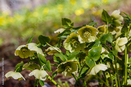 Beautiful fresh green hellebore (Helleborus odorus) in spring garden photo