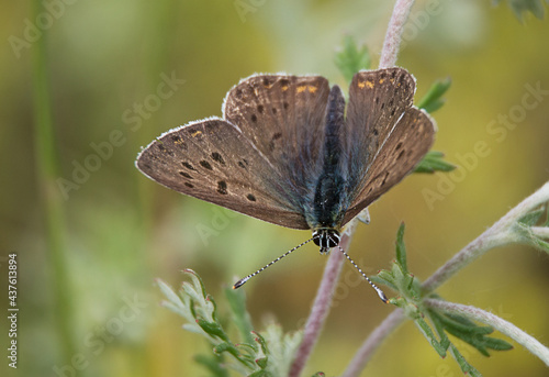 Wallpaper Mural butterfly on flower close-up Torontodigital.ca