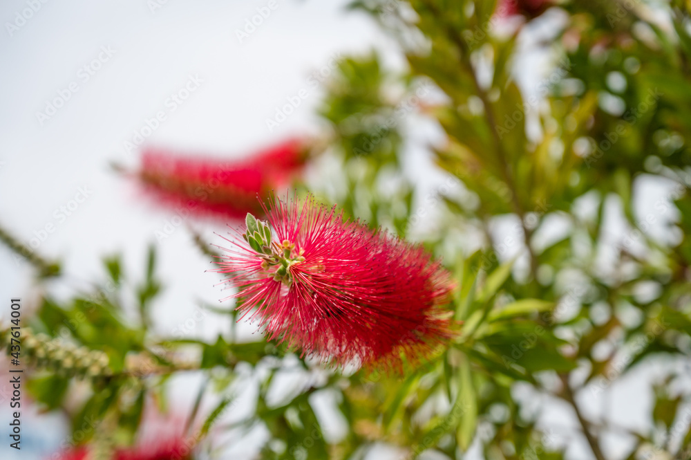 Blooming red melaleuca. Paperbarks, honey-myrtles or tea-trees. Close-up. Spring nature background.
