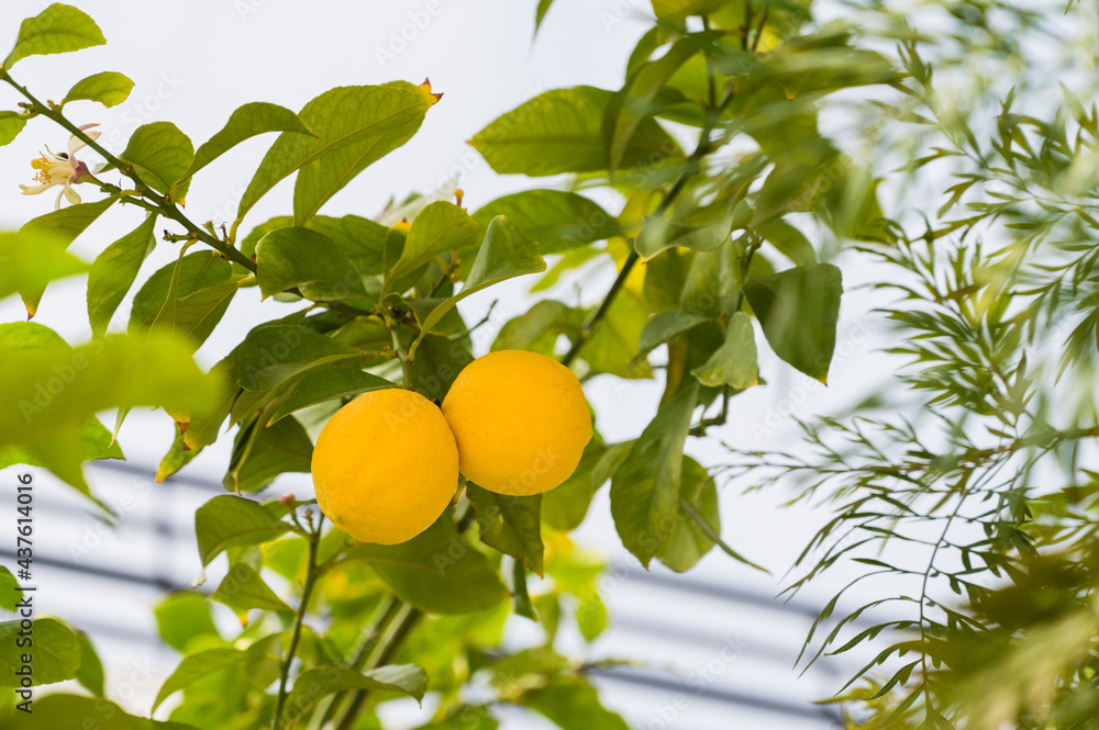 Two ripe yellow lemons on tree branch.