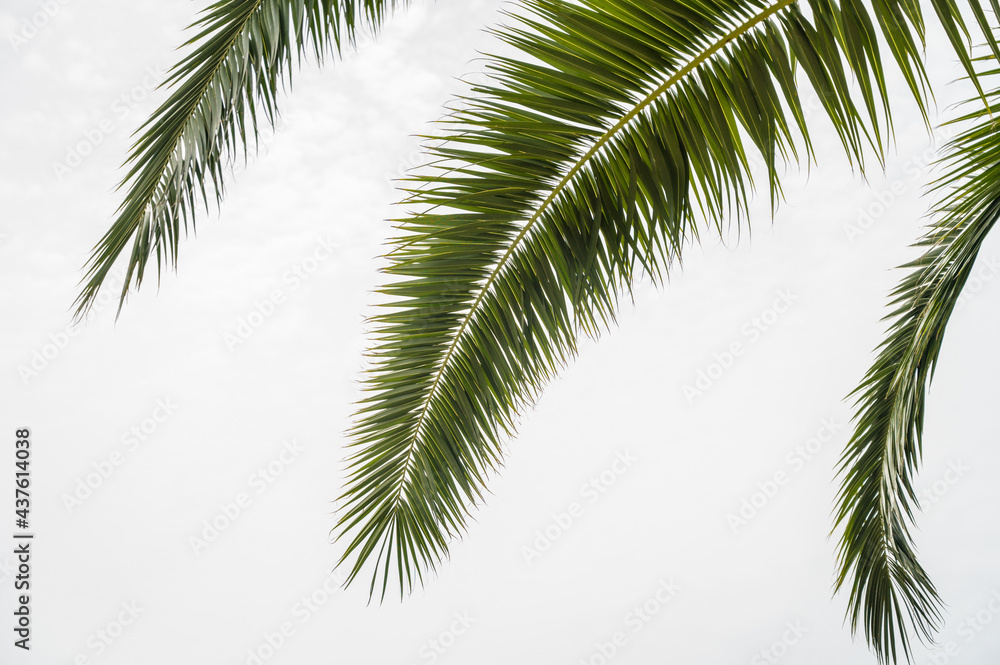 Palm branches with white cloudy sky on background. Close-up. Nature background.