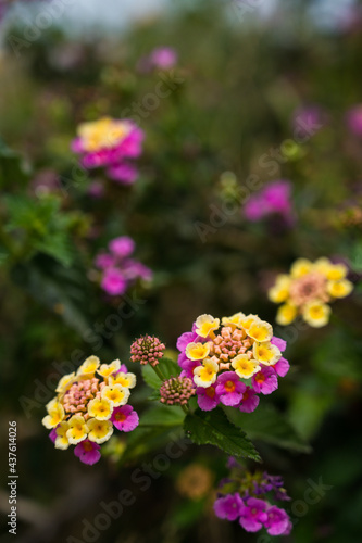 Lantana blossoms. Beautiful small yellow flowers on green bush. Summer nature.