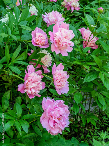 Closeup of beautiful pink Peonie flower.
