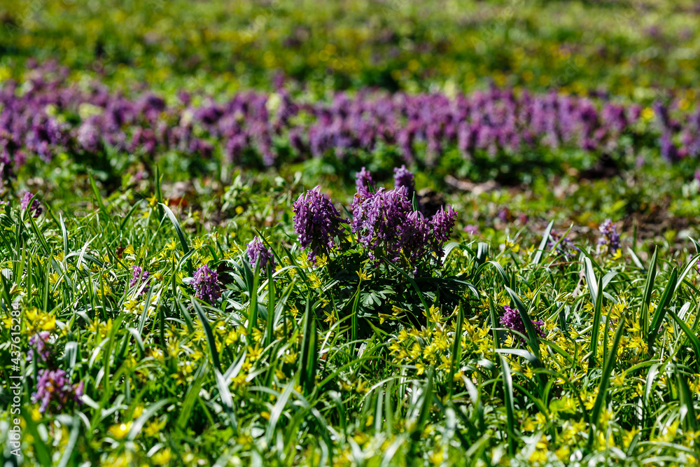 Obraz premium Purple flowers fo Corydalis. Sunny meadow with blossoming Corydalis. Summer or spring green background. Blooming spring field, lawn.