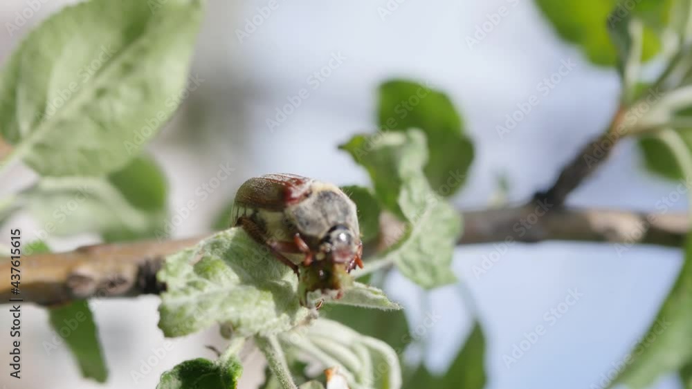 Close up melolontha sitting on the tree branch. May bug eating green leaves. 4k video. Spring insects Close up melolontha sitting on the tree branch. May bug eating green leaves. 4k video. Spring insects