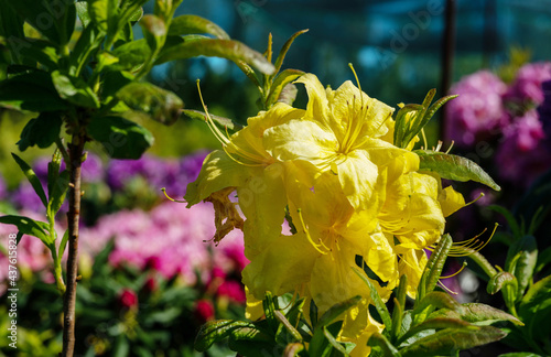 Amazing yellow rhododendrons in plant nursery in Moscow oblast photo