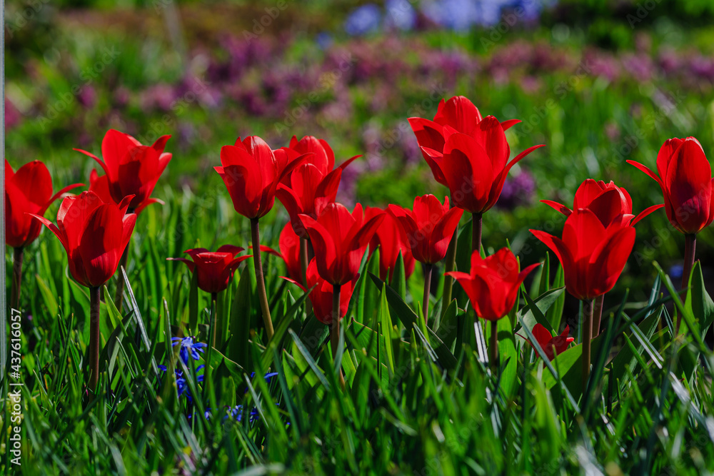Tulipa Kaufmanniana Regel in bloom in spring garden Tulipa Kaufmanniana Regel in bloom in spring garden
