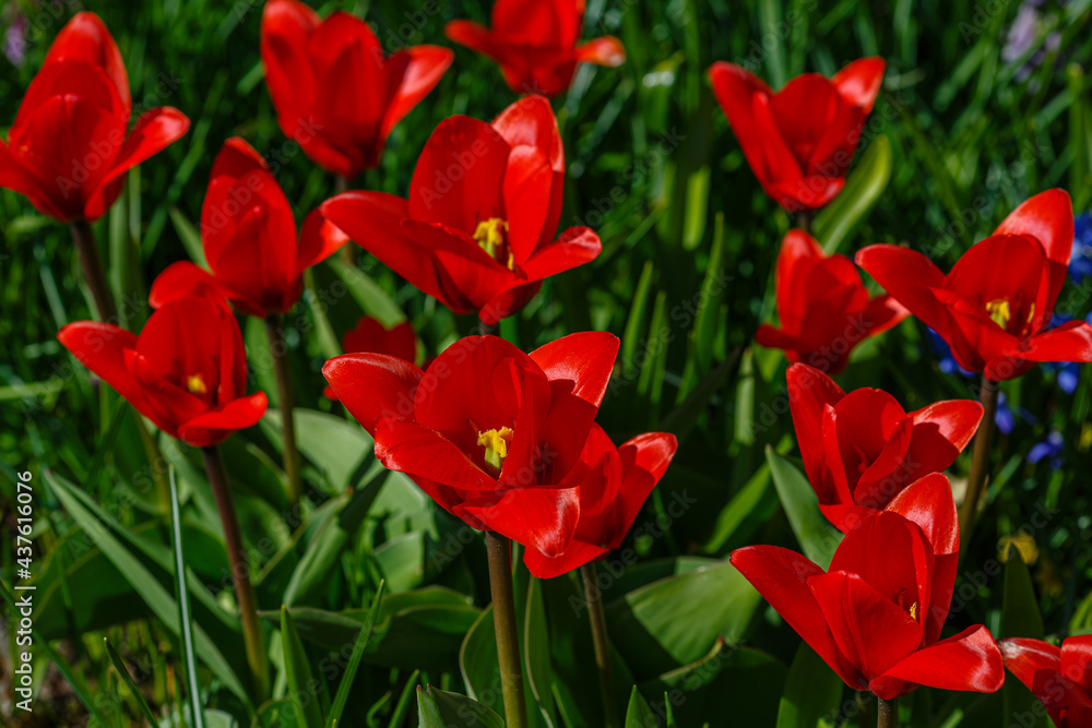 Tulipa Kaufmanniana Regel in bloom in spring garden Tulipa Kaufmanniana Regel in bloom in spring garden