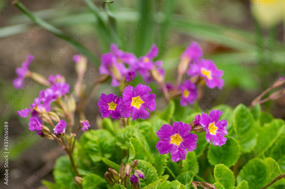 Beautiful violet flowers close up